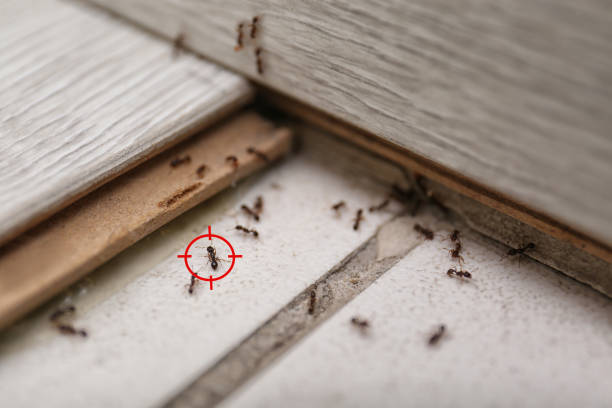 Bird Control in West Branch, MI