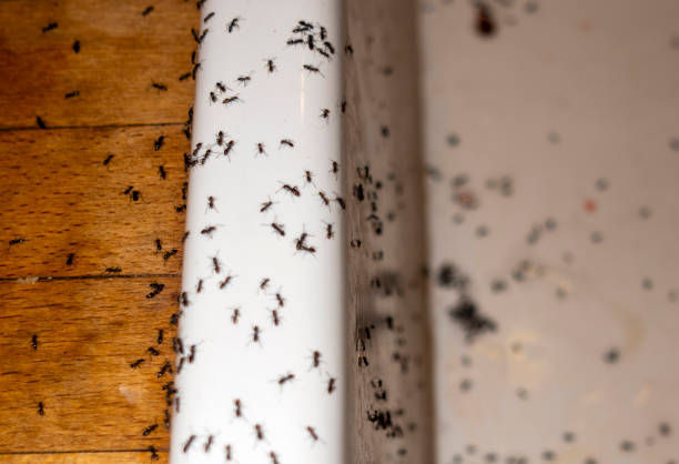 Wasp Removal Services in West Branch, MI