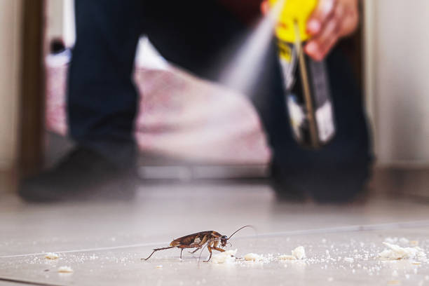Best Insect Control  in West Branch, MI